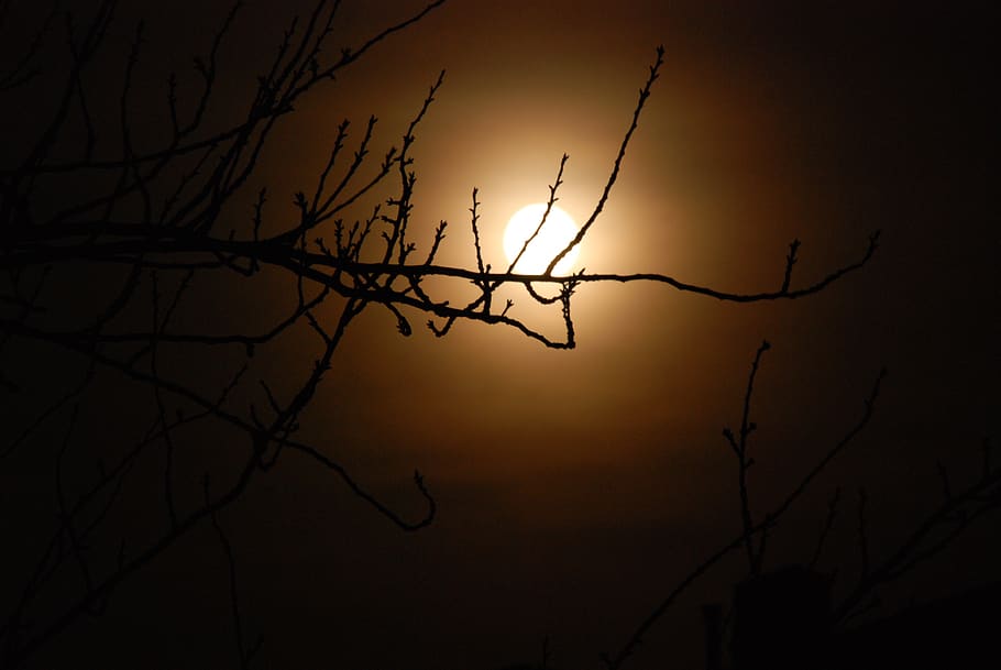 night, moon, dark, tree, silhouette, sunset, sky, beauty in nature HD wallpaper