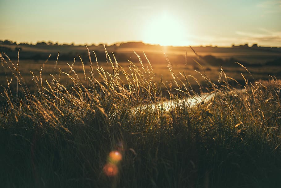 grass field golden hour photography, shallow focus photography of green grasses HD wallpaper