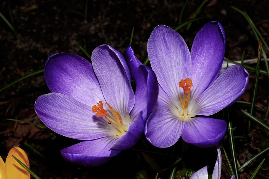Crocus, Flower, Blossom, Bloom, Close, purple, frühlingsanfang HD wallpaper