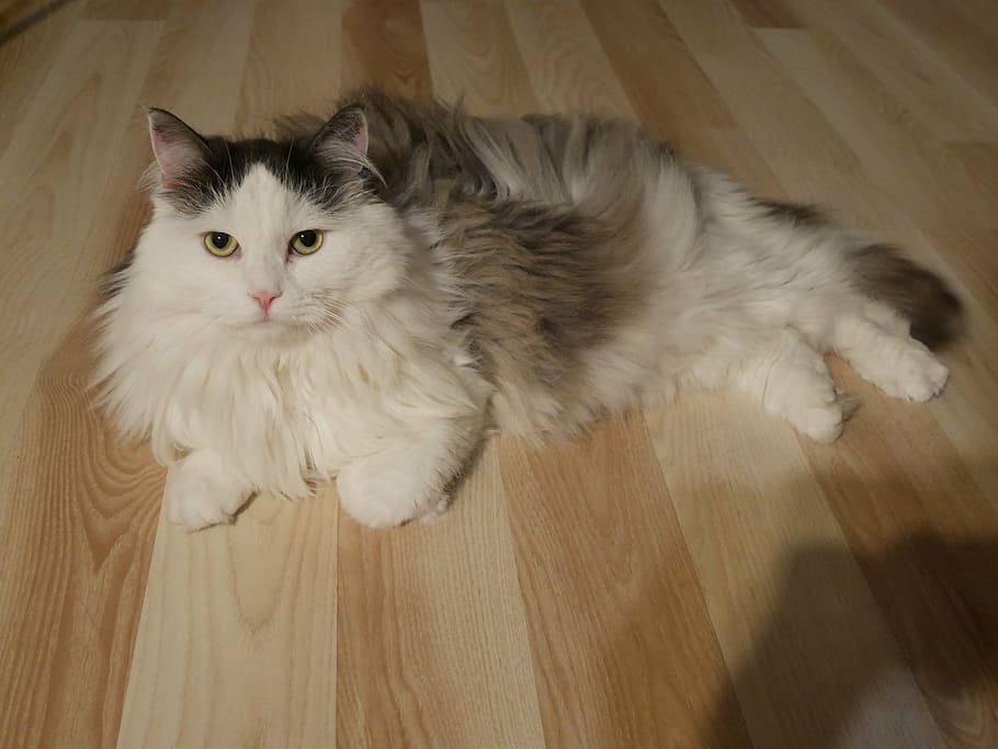 cat, siberian, coat, domestic, pets, domestic cat, domestic animals HD wallpaper