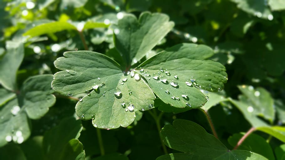 nature, flower, spring, leaf, plant part, drop, green color HD wallpaper