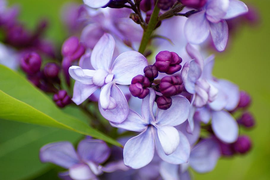 macro photography of purple lilac flower, Violet, Blossom, Bloom HD wallpaper