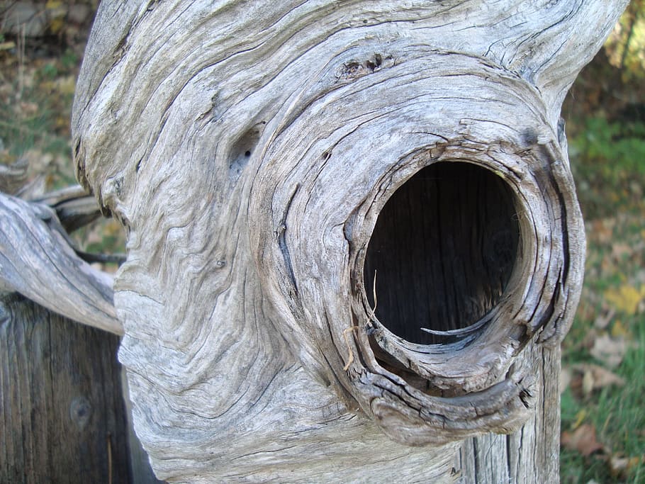 tree, hole, knot, nest, trunk, close-up, wood - material, focus on foreground HD wallpaper