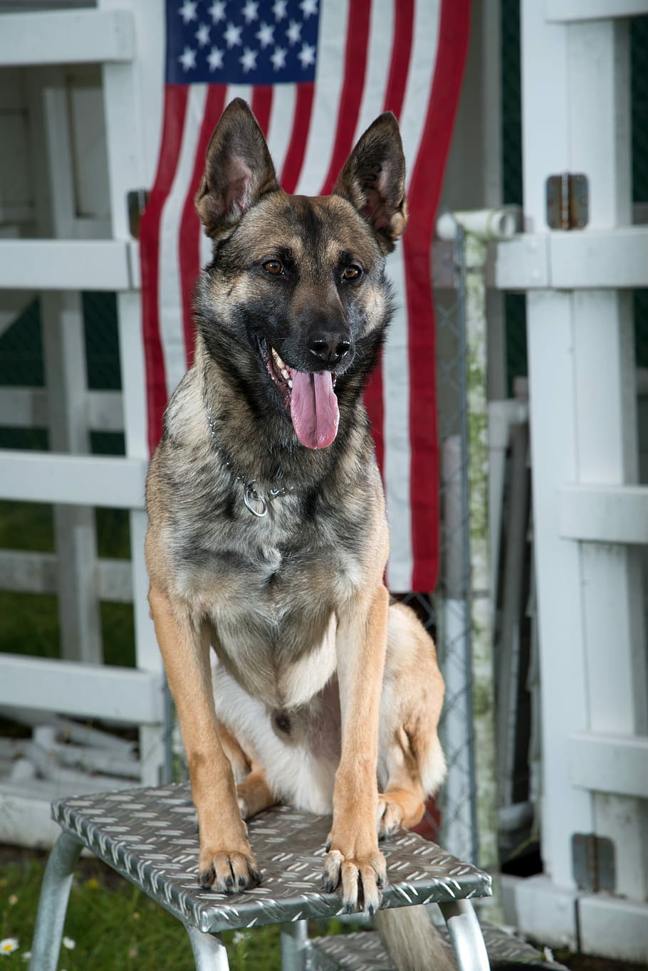 German Shepherd, Dog, Military, Canine, portrait, working dog, HD wallpaper