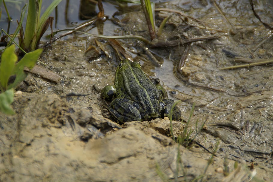 frog, habitat, mud, moist, lake, quagmire, muddy, disguised HD wallpaper
