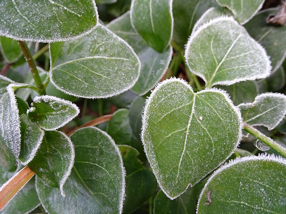 frost, leaf, cold, frozen, iced, on frozen, hoarfrost, frosty HD wallpaper