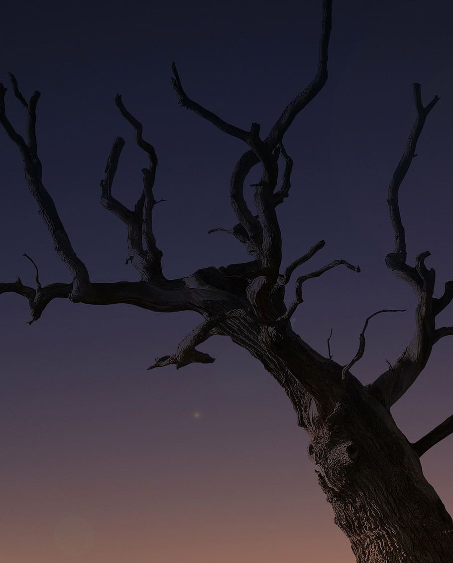 tree, plant, old, dry, dead, branches, wood, bare, nature, environment HD wallpaper