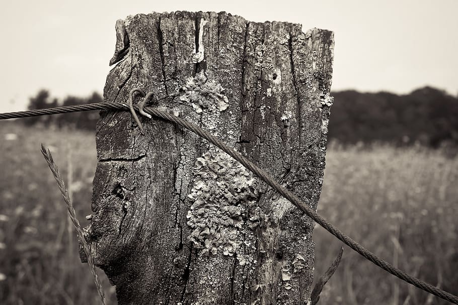 fence, pile, wood, post, fence post, wood fence, pasture, wooden posts HD wallpaper