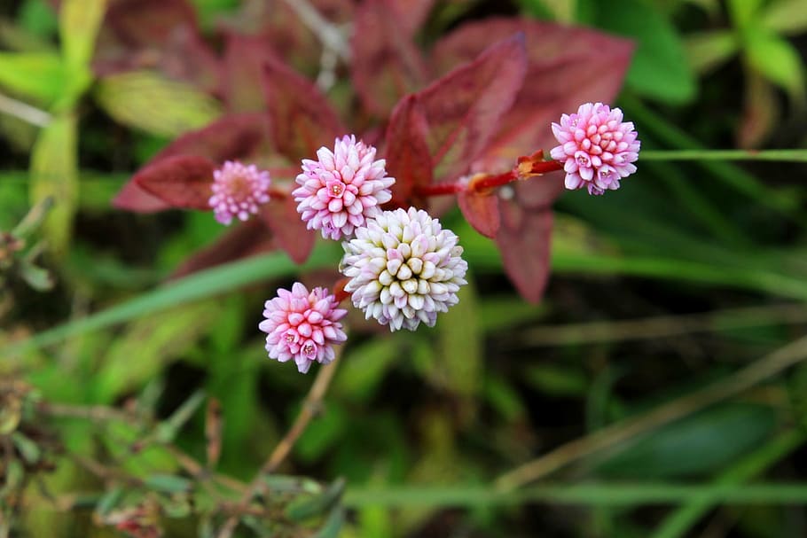 wild, flower, plant, spring, green, floral, blossom, field HD wallpaper