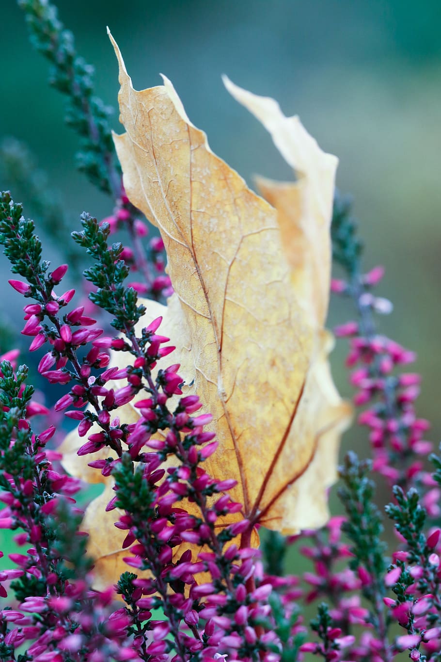 autumn, heather, leaf, plant, close-up, plant part, vulnerability HD wallpaper