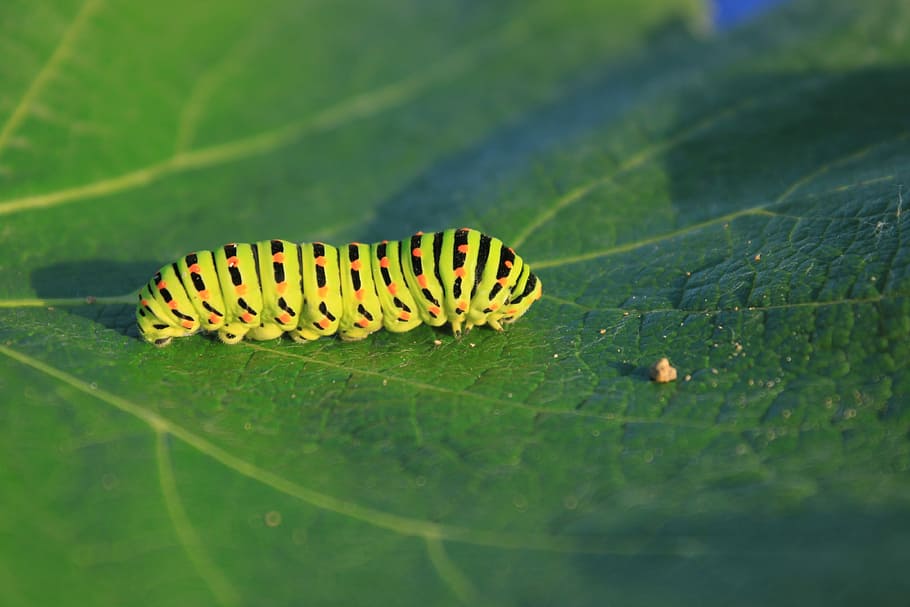 Caterpillar, Green, Leaf, Lepidoptera, papilionidae, swallowtail HD wallpaper
