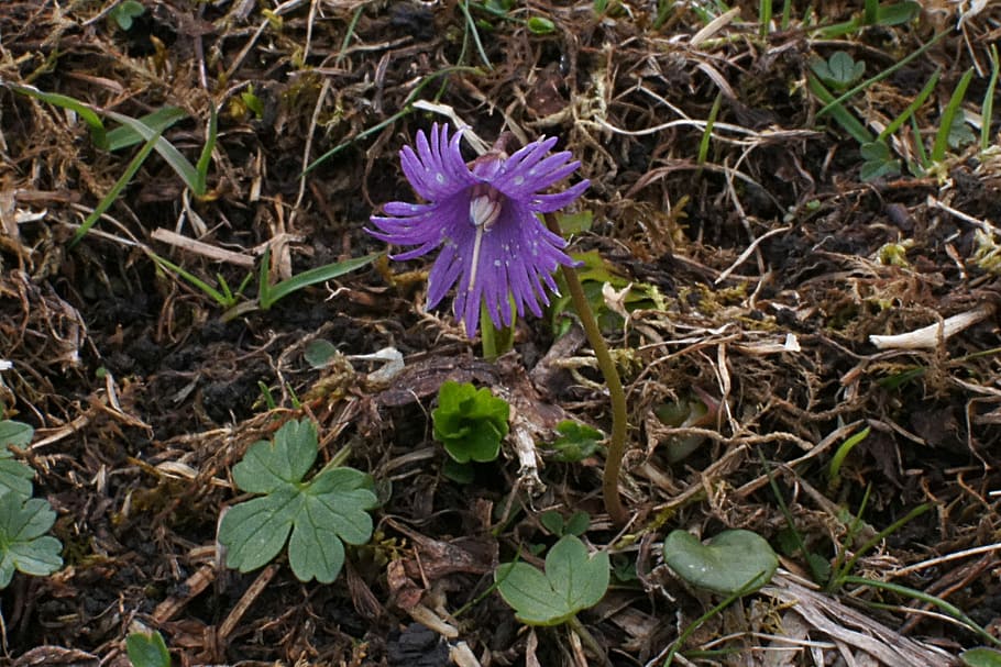 Alpengloeckchen, Soldanella Alpina, protected plant, blossom
