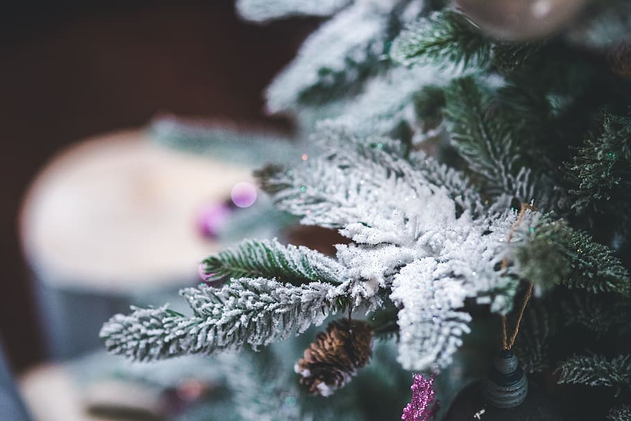 green leaves covered in snow in bokeh photography, tree, pine HD wallpaper