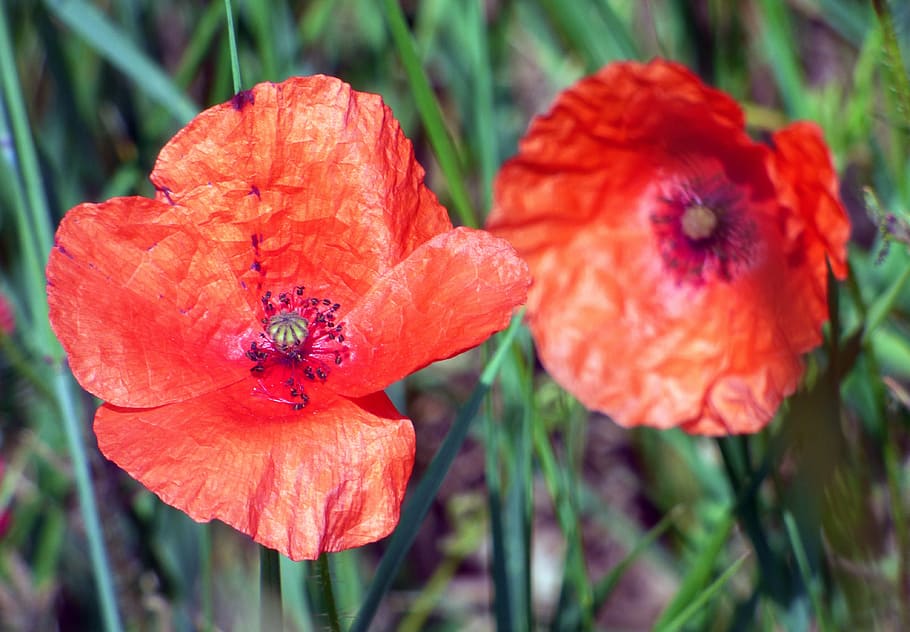 poppies, flower, fields, red, poppy, country, wild flower, nature HD wallpaper