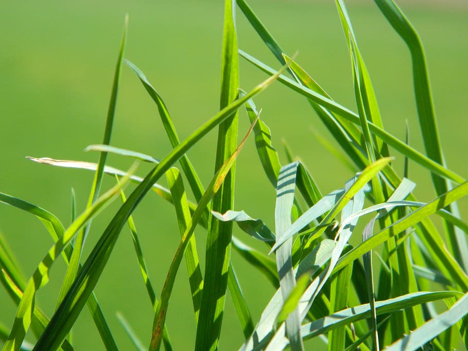 grass, green, spring, summer, meadow, nature, plant, vegetation HD wallpaper