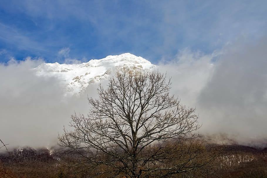 gran sasso, tree, branches, snow, fog, mountain, assergi, l'aquila HD wallpaper