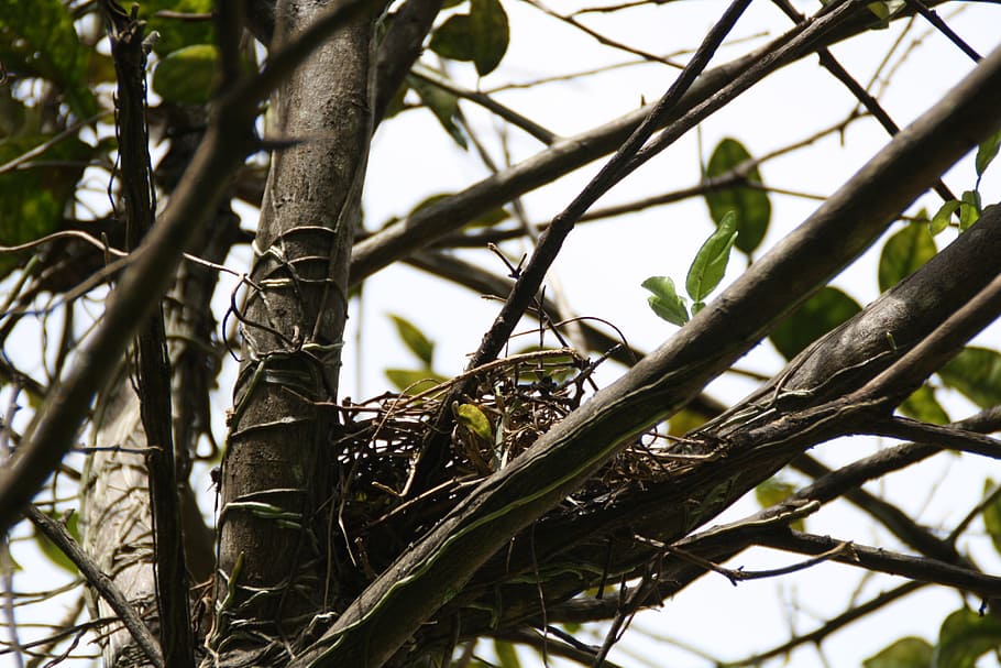 Nest, Empty, Tree, Straw, Bird, Home, branch, twig, new, leaf HD wallpaper