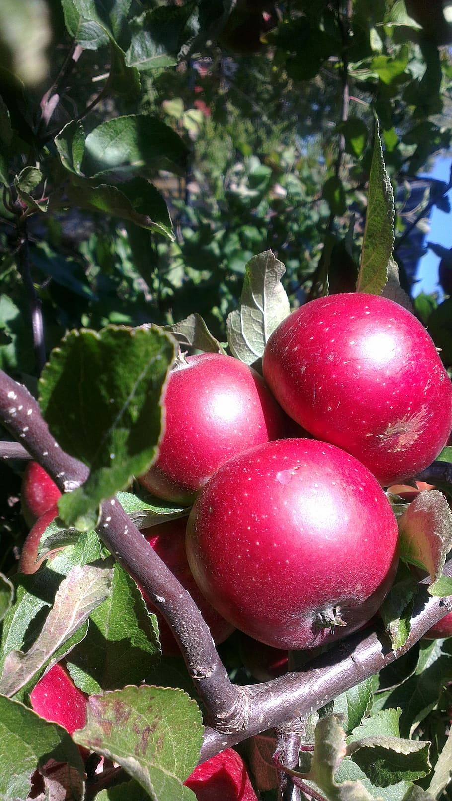 Apples, Tree, autumn, food and drink, freshness, growth, healthy eating HD wallpaper