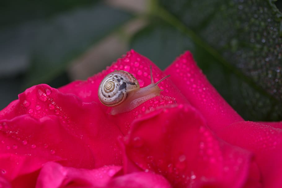 Snail, Rose, Red, Drops, Shell, Dew, petals, one animal, animals in the wild HD wallpaper