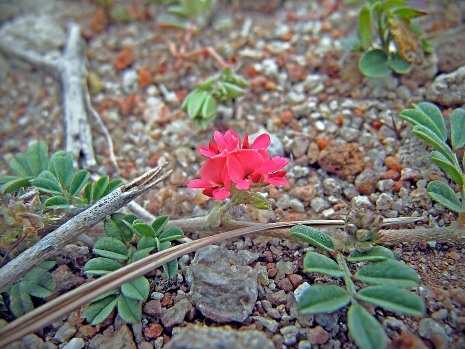flowerets, small, flowering plant, leaf, plant part, beauty in nature HD wallpaper