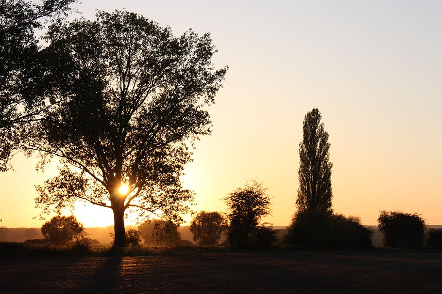 tree, dawn, nature, sunset, horizontal, autumn, landscape, schönwetter HD wallpaper