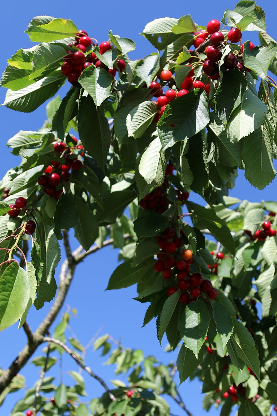 cherry, orchard, lorraine, healthy eating, leaf, plant part HD wallpaper