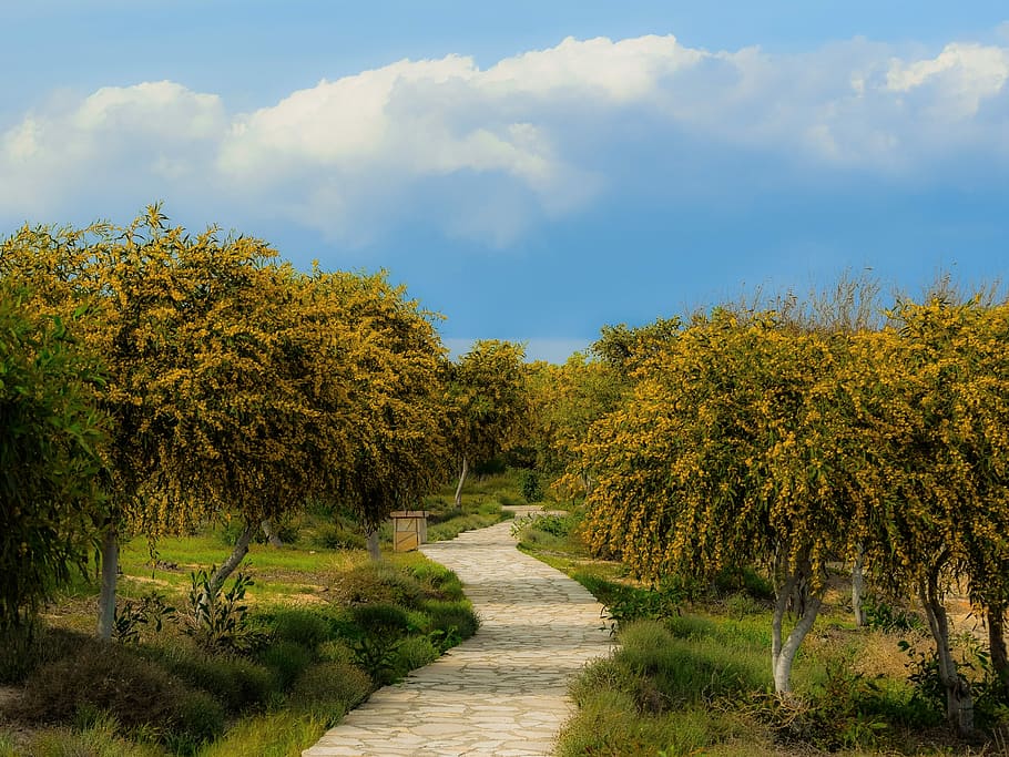 tree, landscape, path, grove, spring, season, makronissos, ayia napa HD wallpaper