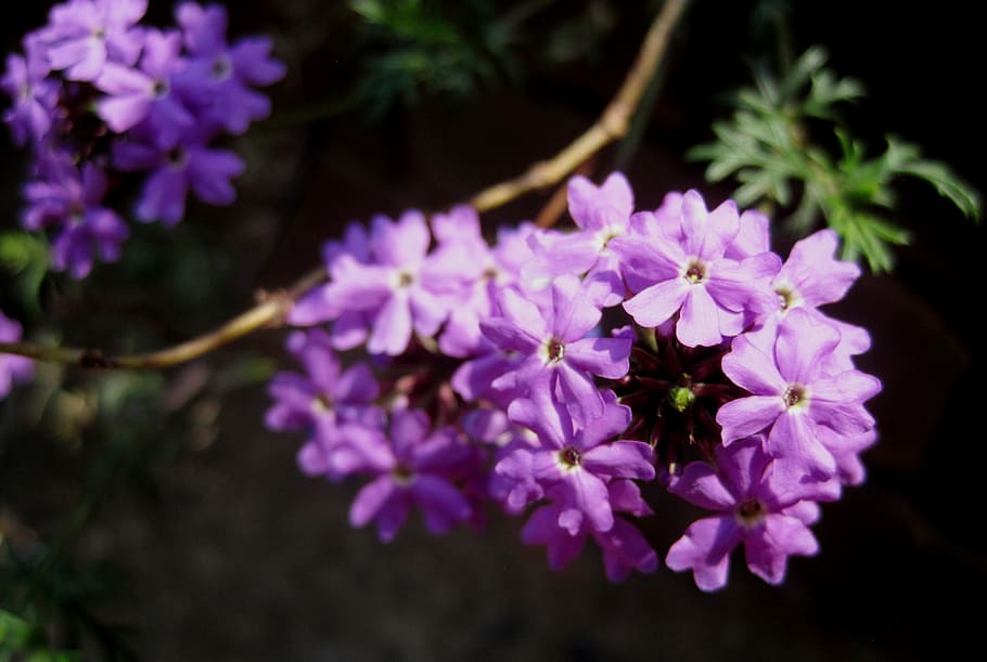 flower, florets, composite, purple, violet, dainty, petit, wild HD wallpaper