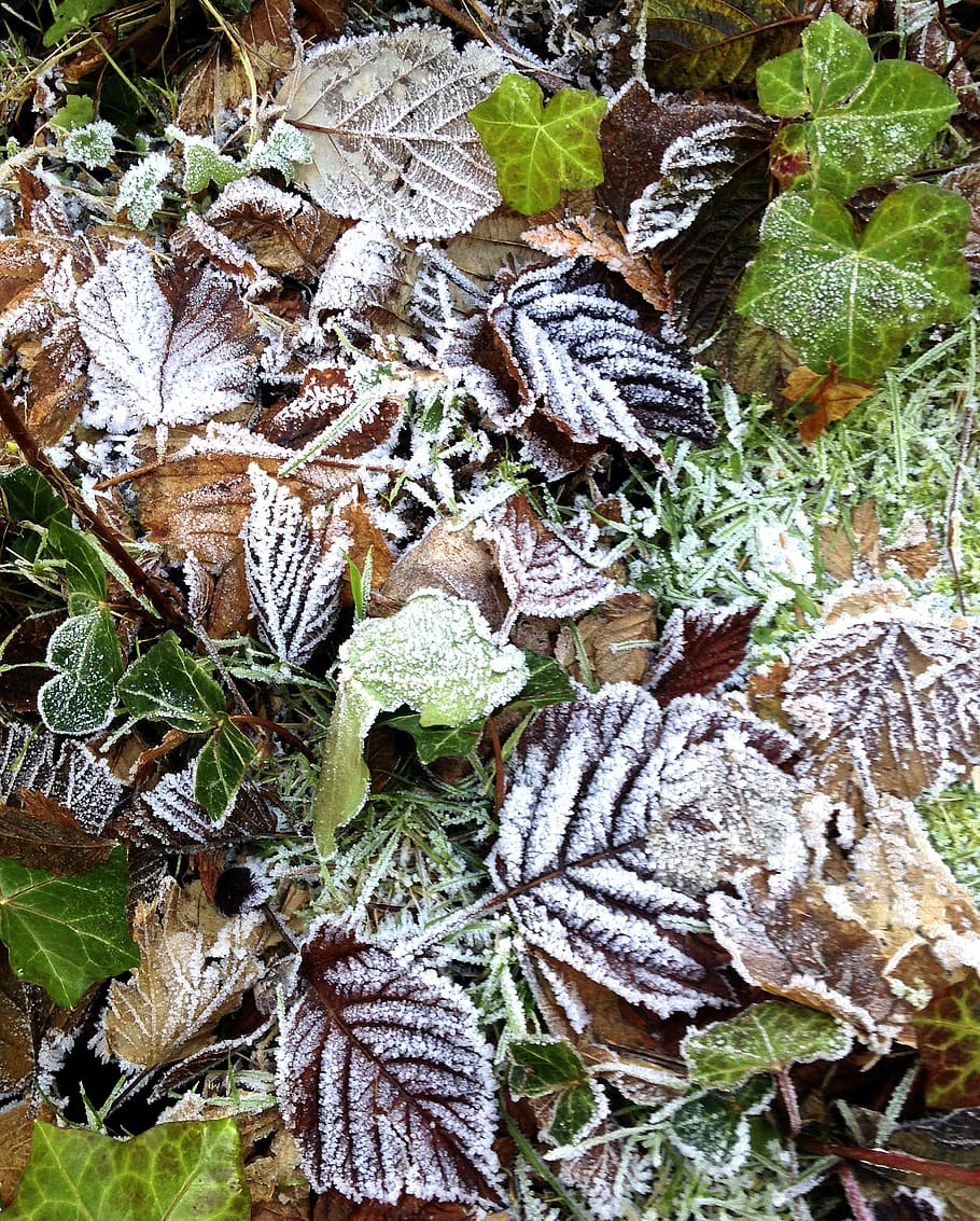 frost, leaves, autumn, fall, cold, nature, season, frosted HD wallpaper