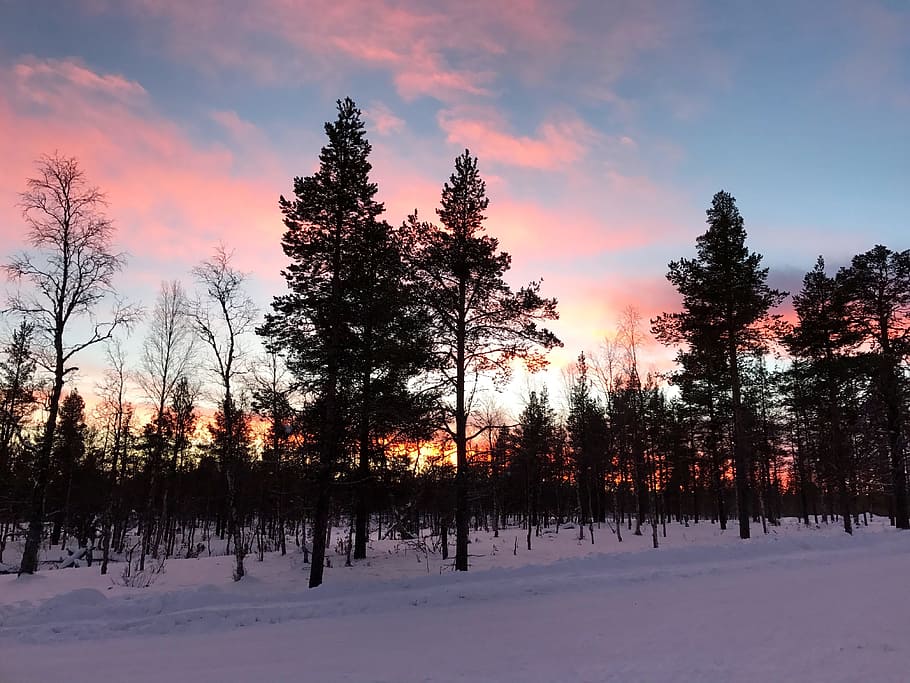 finland, trees, winter, sky, color, snow, cold, warm sky, sunset HD wallpaper