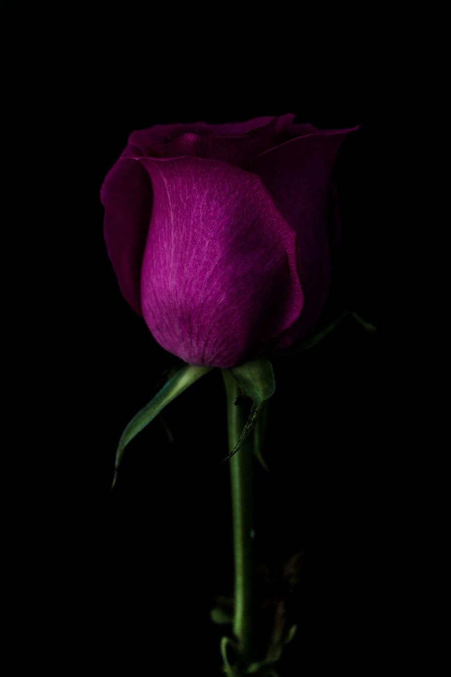 dark, green, leaf, stem, violet, petal, flower, plant, flowering plant HD wallpaper