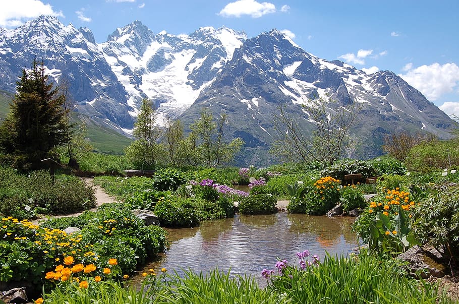 Hautes Alpes, Cervical, Garden, cervical lautaret, alps, botanical garden, HD wallpaper