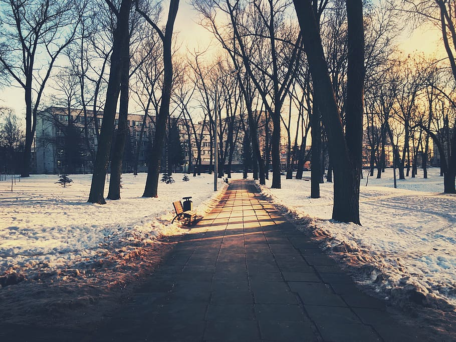 bench, branches, cold, dawn, dusk, environment, frost, guidance HD wallpaper