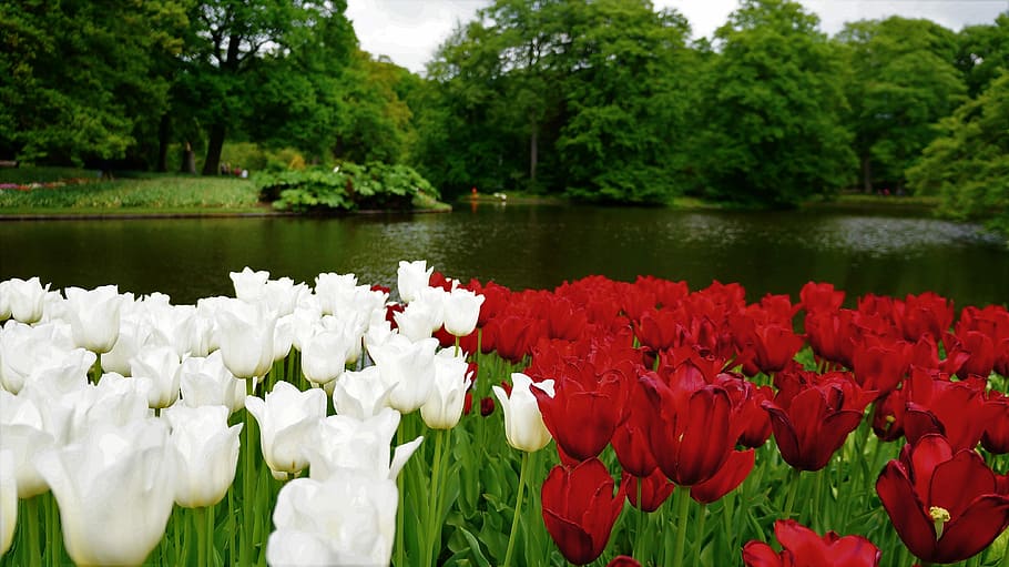 flower, garden, nature, plant, tulip, leaf, floral, park, color, HD wallpaper