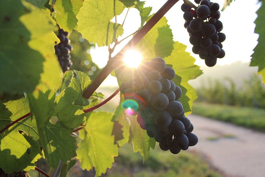 close-up photo of grapes, vine, sunlight, vineyard, wine, grapevine