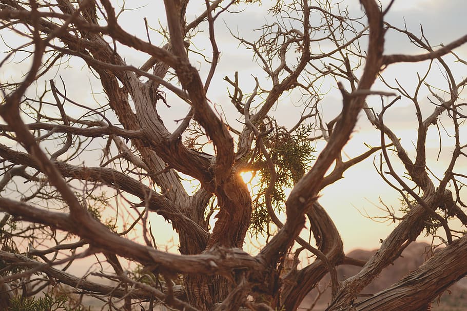 sunset, dead tree, desert, national, park, branch, plant, sky HD wallpaper