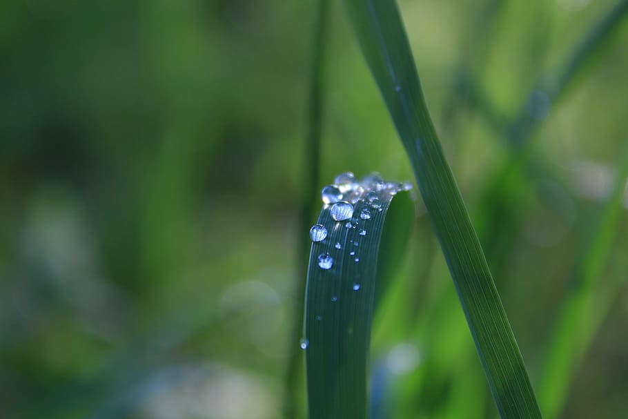 dewdrops, grass, spring, morning, color, green, fresh, plant HD wallpaper