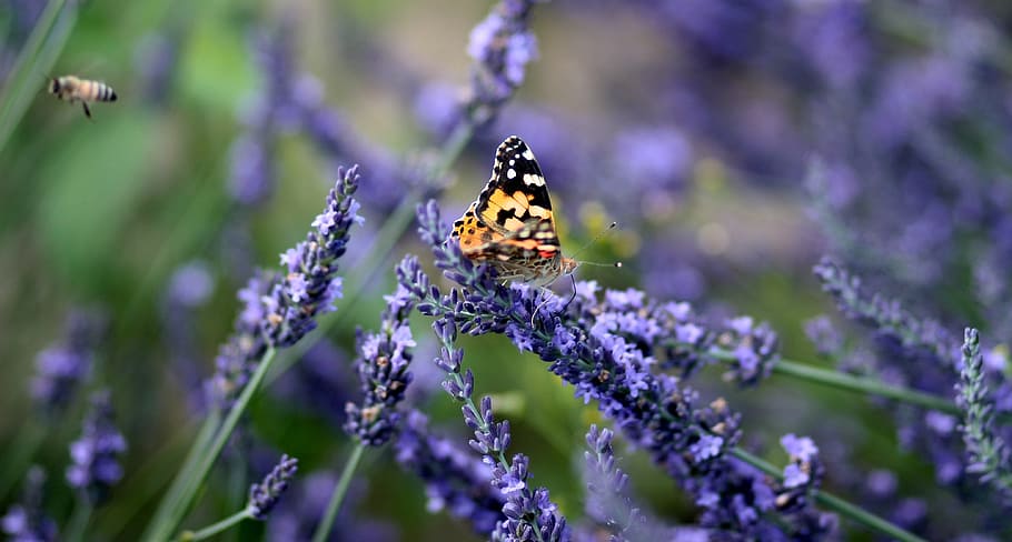 depth of field photo of butterfly on lavender, blue, bee, flowers HD wallpaper
