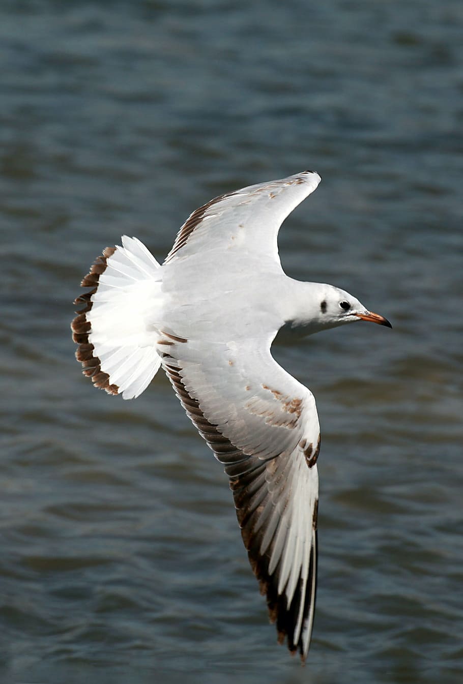 seagull, flying, bird, wings, feather, wildlife, beak, dom HD wallpaper