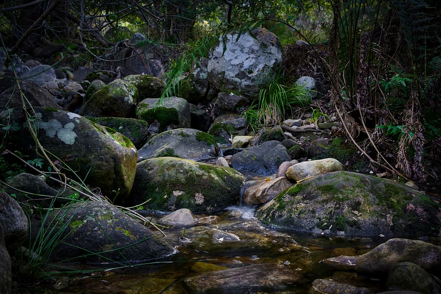 gray stones with moss near river and trees, rocks on body of water HD wallpaper