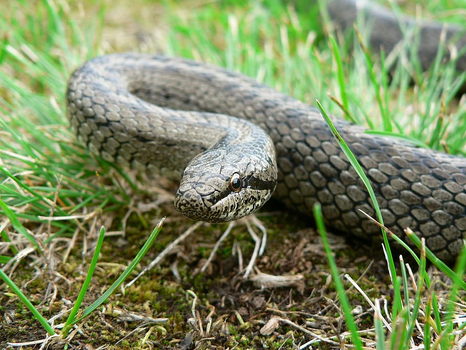 reptiles, snake, animal themes, one animal, animal wildlife HD wallpaper