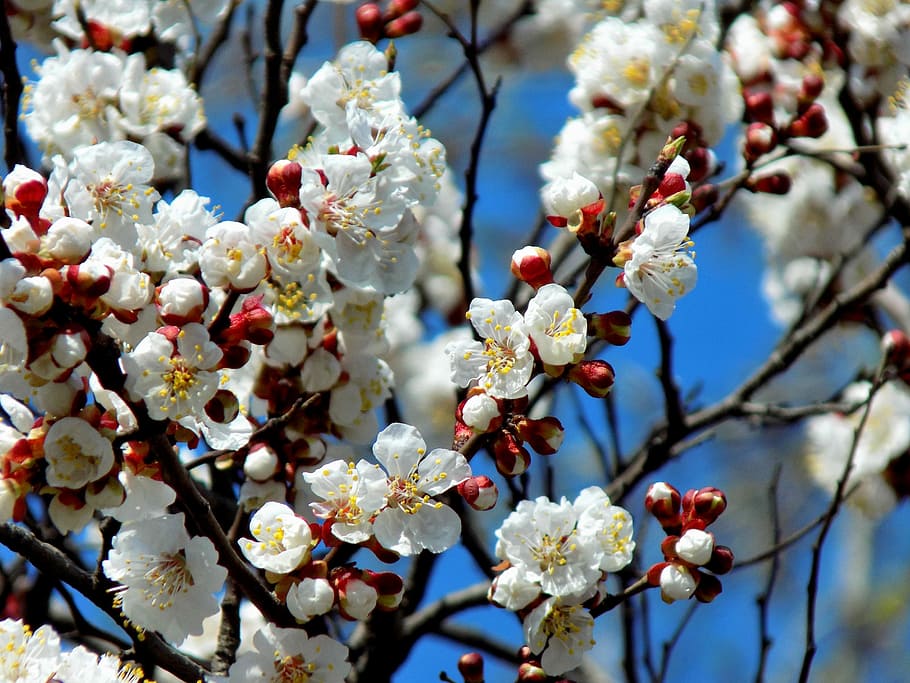 tree, cherry, flower, bloom, spring, blue sky, plant, flowering plant HD wallpaper