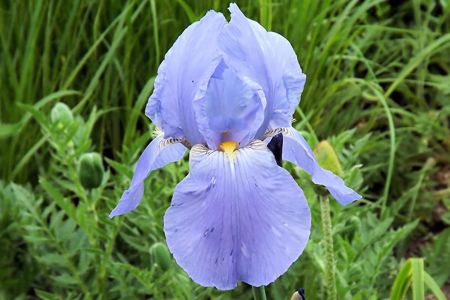 Iris, Lily, Flower, Blue, Spring, Plant, purple, growth, petal HD wallpaper