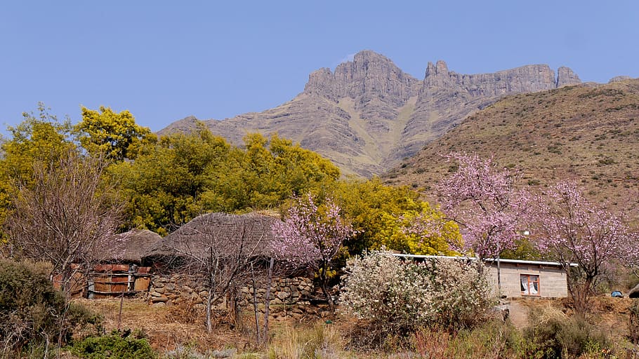 lesotho, mountain landscape, peach blossom, nature, tree, plant