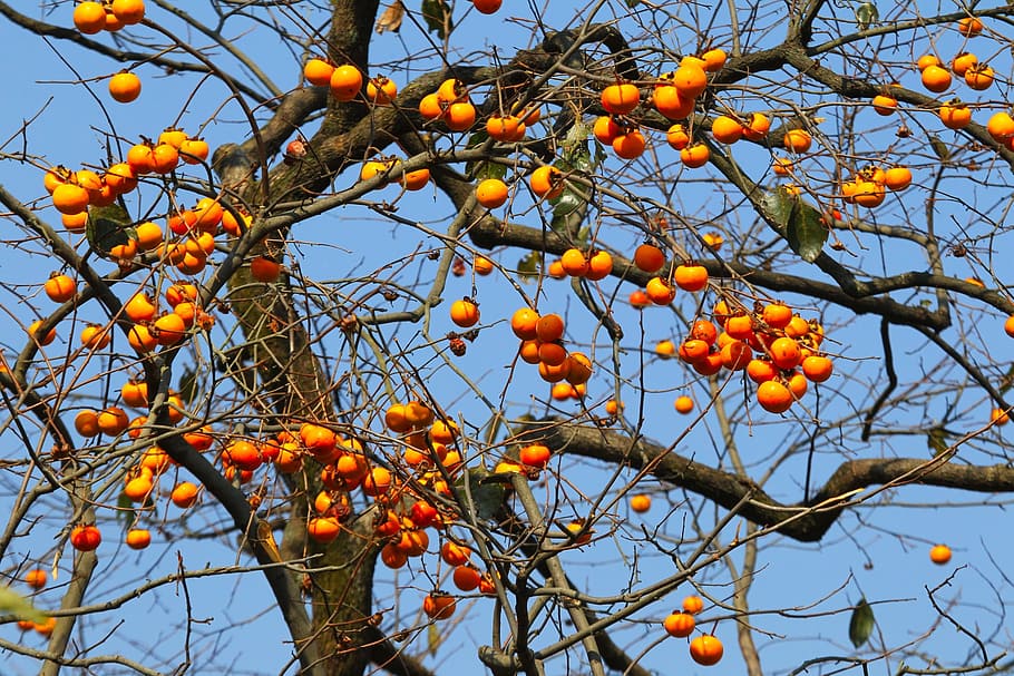 natural, fruit trees, persimmon, orange, low angle view, plant HD wallpaper