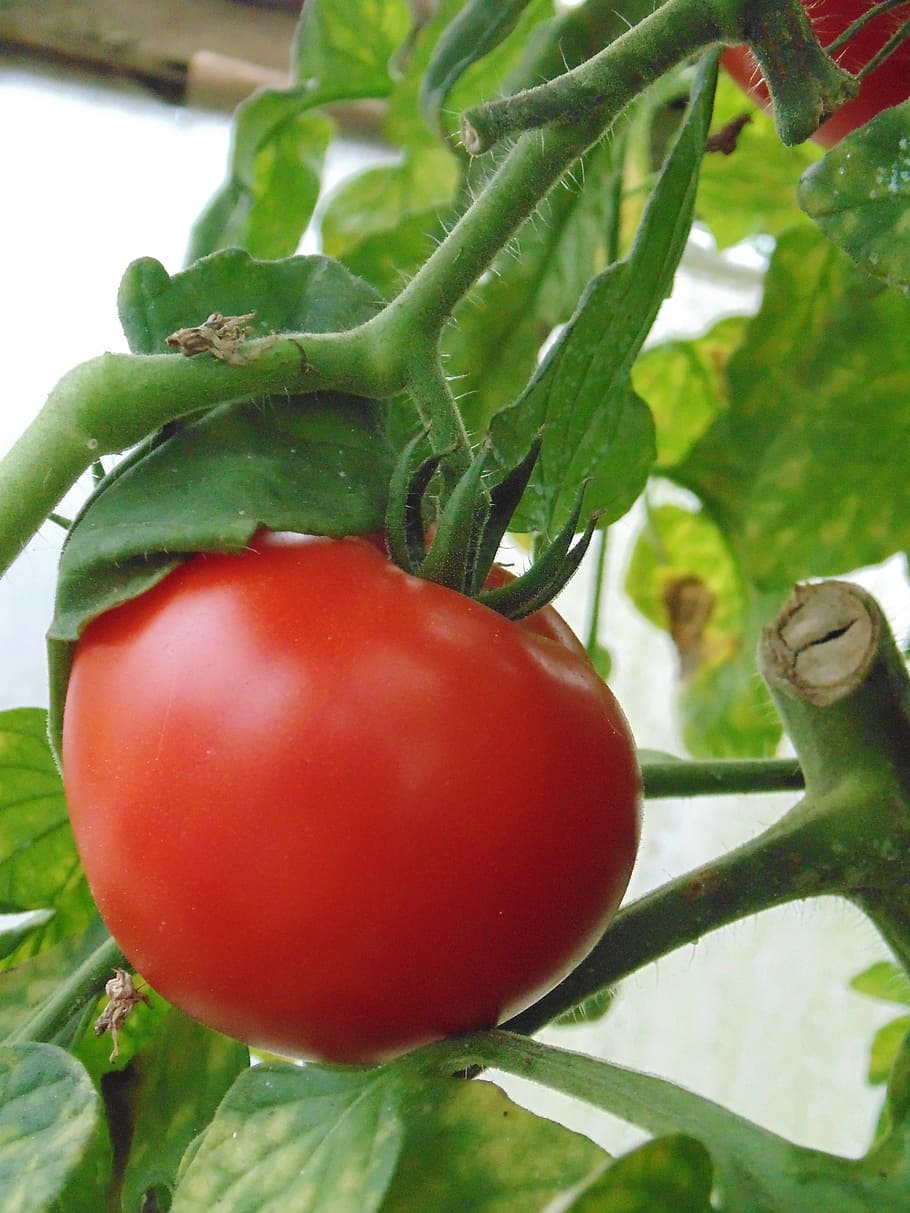 red, baked, leaves, food and drink, close-up, plant, vegetable HD wallpaper