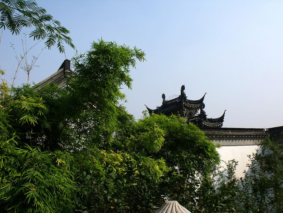 temple, building, buddha, tree, plant, architecture, built structure HD wallpaper