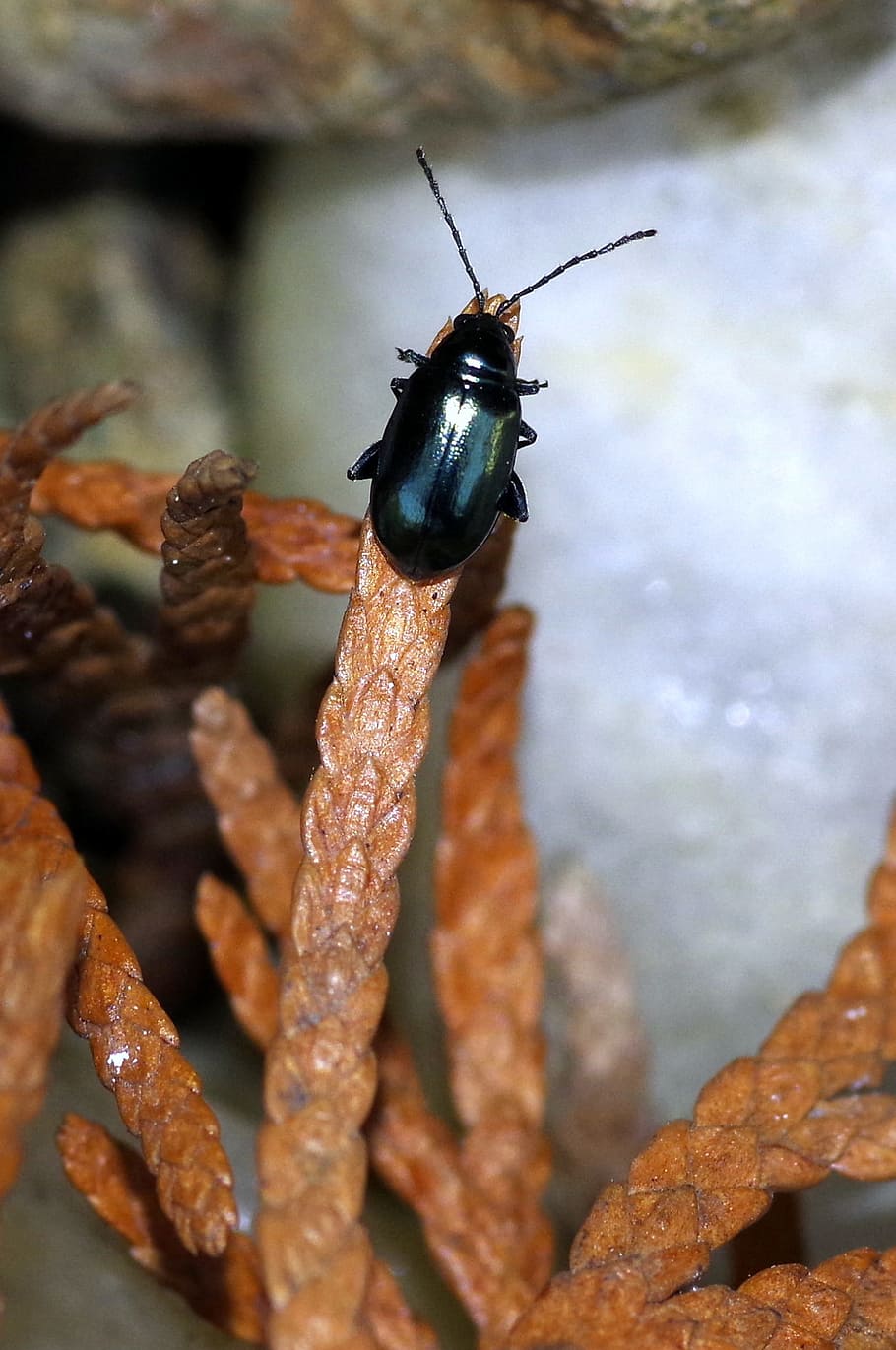 Beetle, Insect, the beetle, black, glossy, antennae, worm, macro HD wallpaper