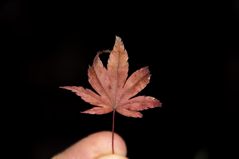 nature, leaf, leaves, forest, human hand, human body part, one person HD wallpaper