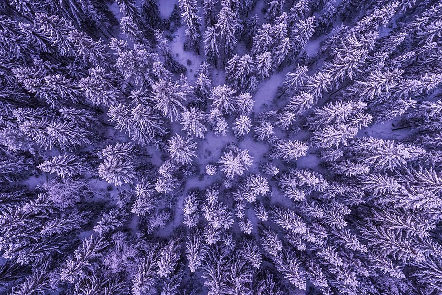 Aerial drone shot of snow-covered trees in a winter forest, nature